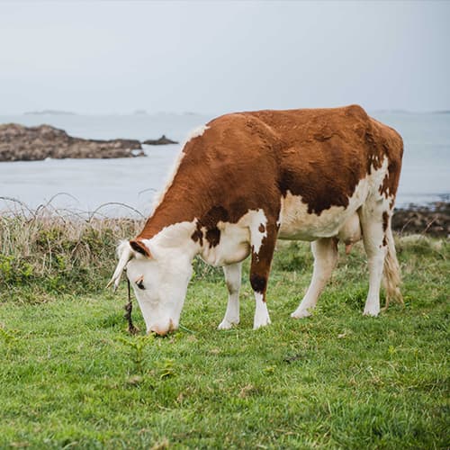 A cow from Troytown Farm, St Agnes, Isle sof Scilly