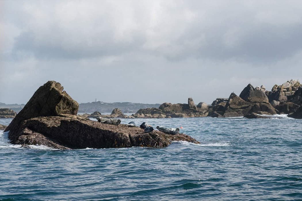 Grey seals, wildlife boat trip