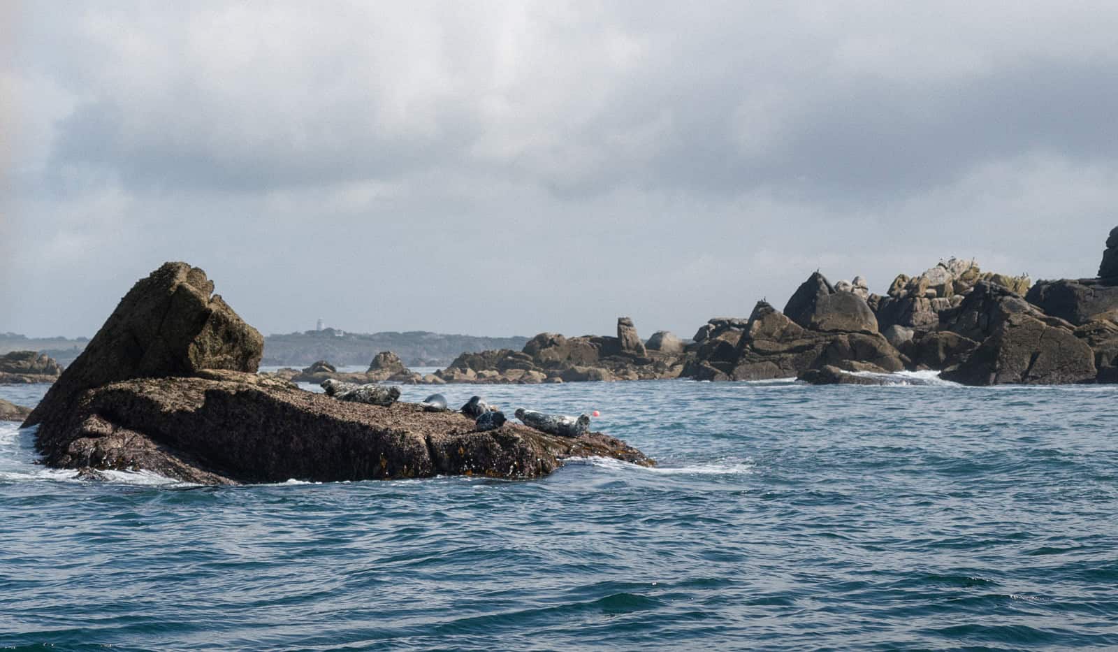 Grey Atlantic Seals resting, Western Rocks, Isles of Scilly