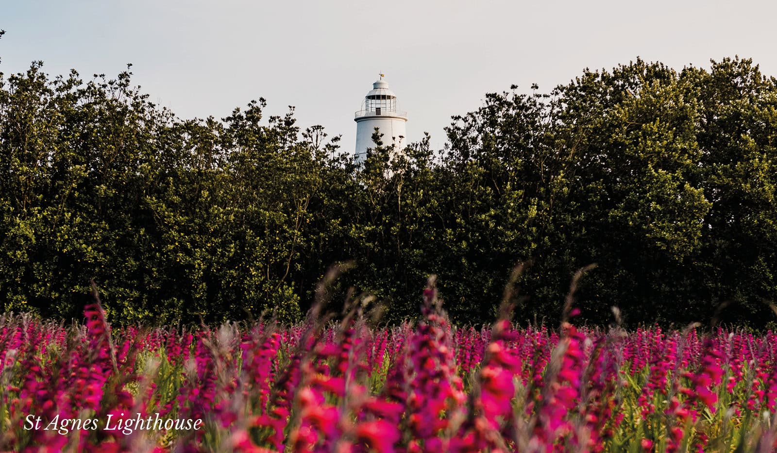 View of St Agnes Lighthouse with pink flowers in front - Isles of Scilly