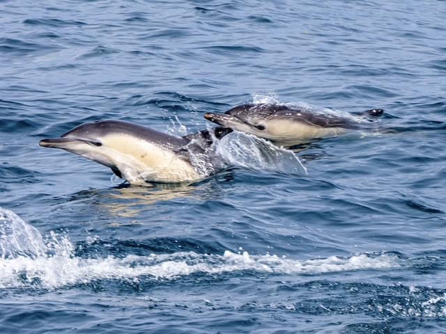Two dolphins in the water