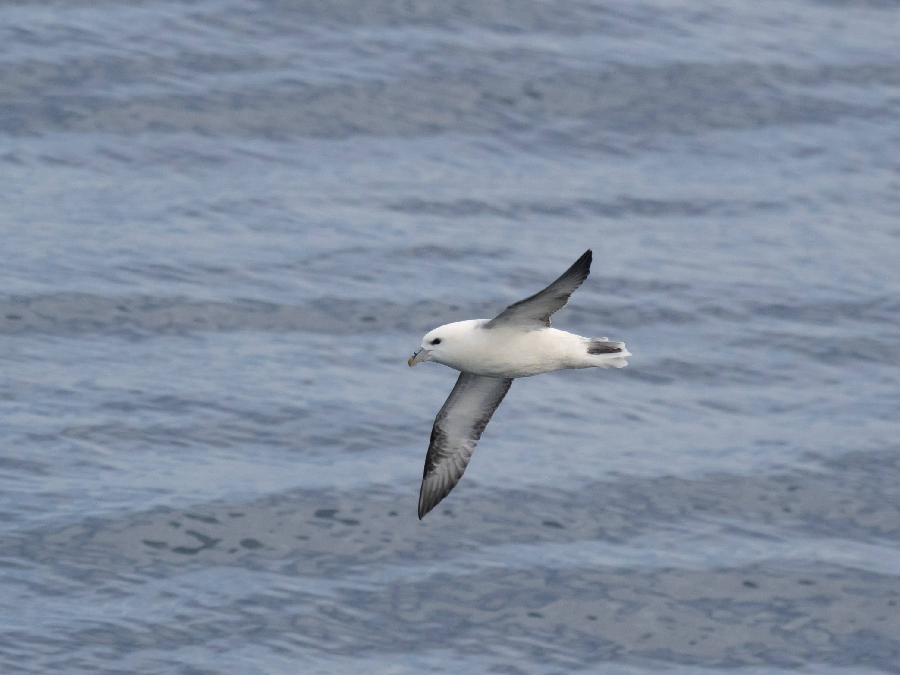 Fulmar