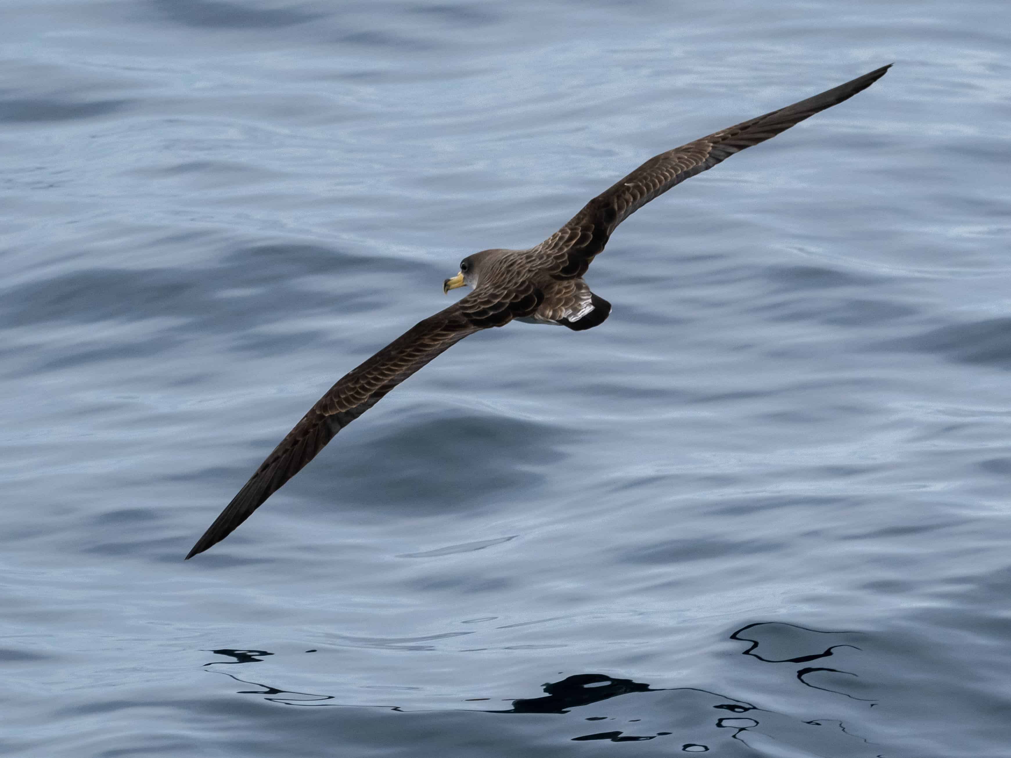 Cory's shearwater bird