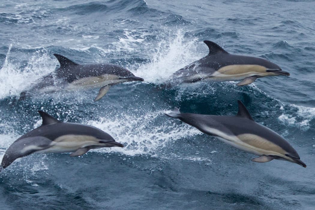 Common dolphin pod swimming in the sea