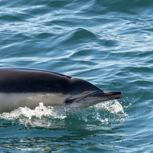 Common dolphin swimming in the sea