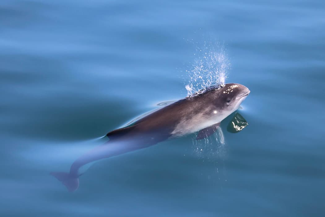 harbour porpoise swimming in the sea