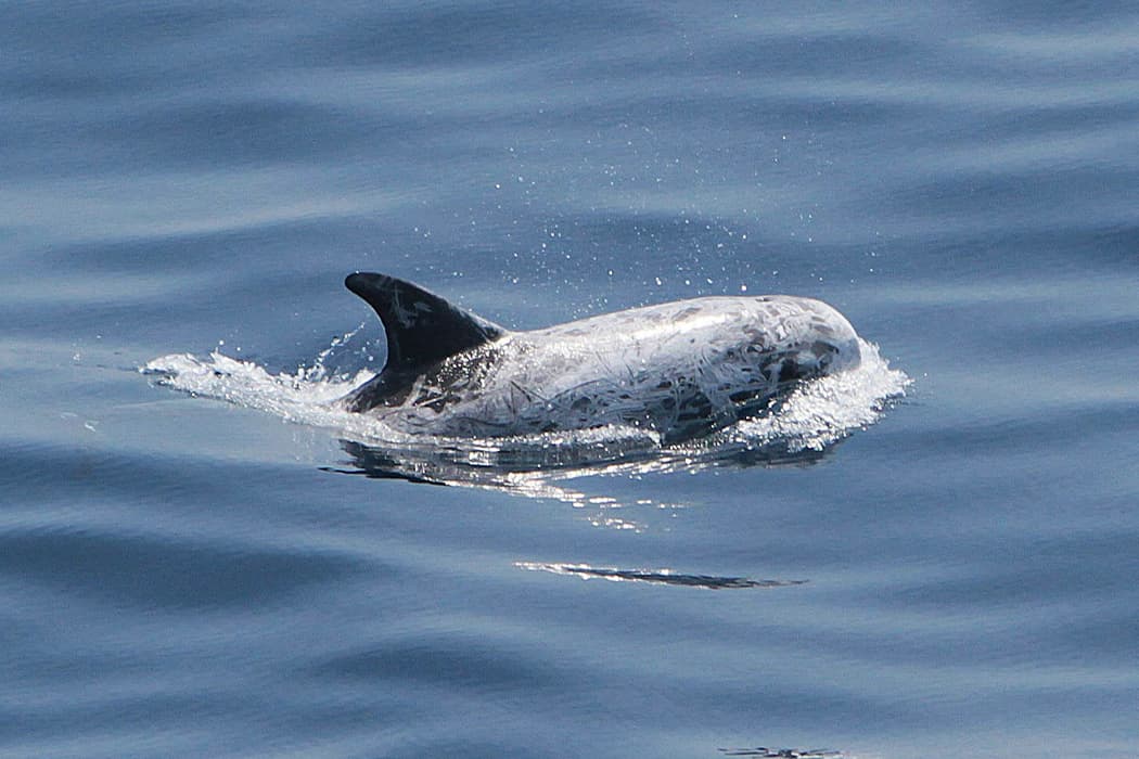 Risso Common dolphin swimming in the sea