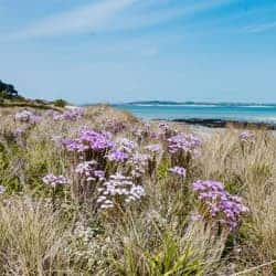 Spring beach view on Tresco, Isles of Scilly