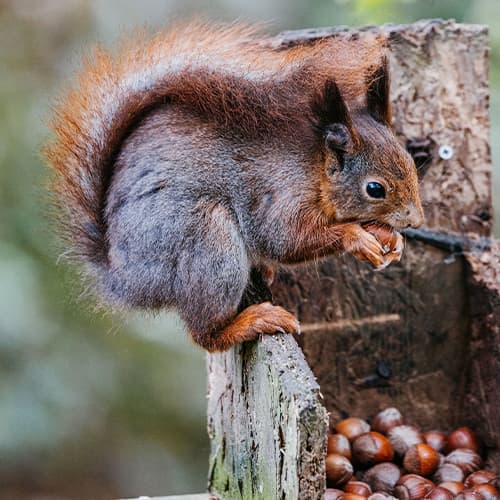 Red squirrel, Tresco Abbey Garden, Isles of Scilly