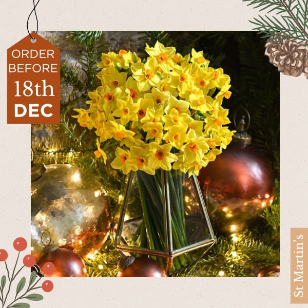 Scilly Flowers - Christmas 2025