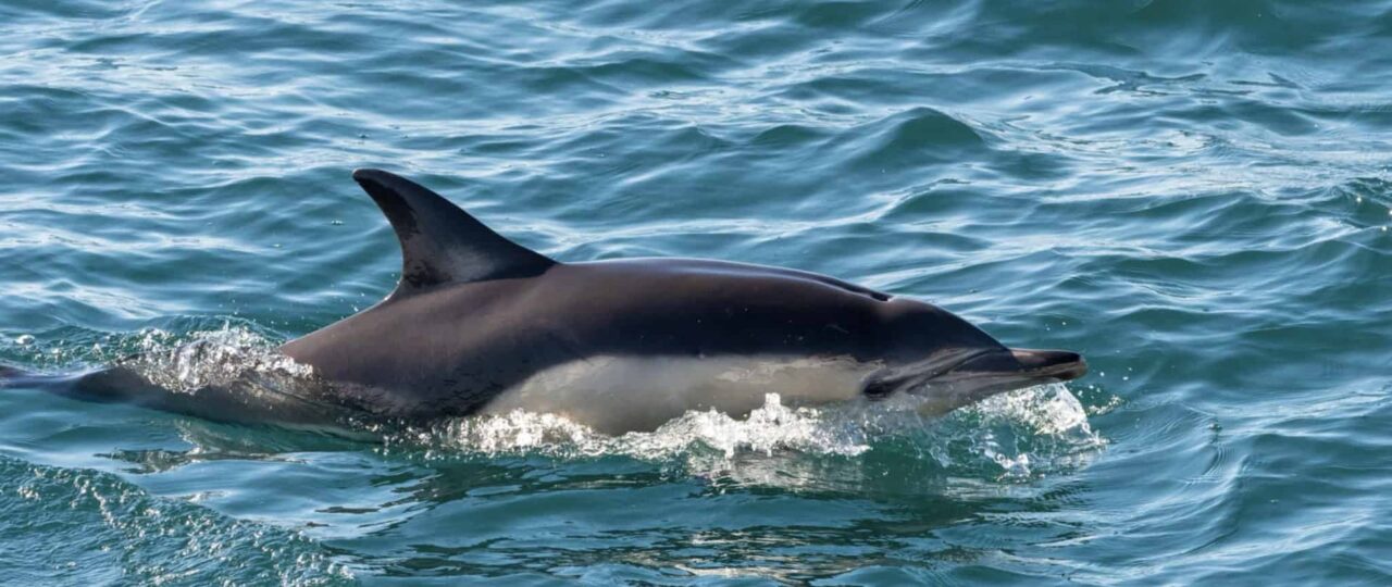 Common dolphin swimming in the sea