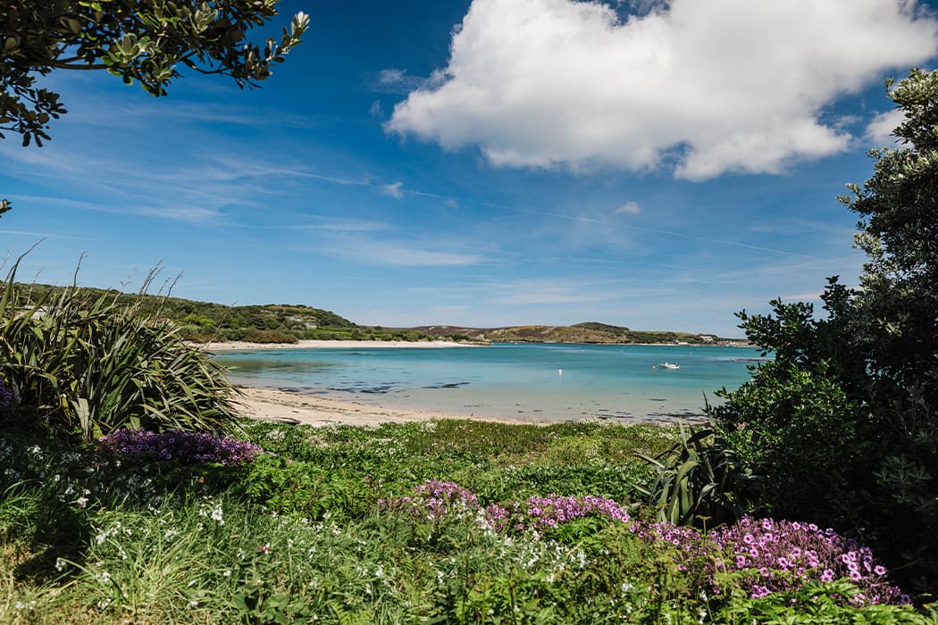 pink flowers in front of Green bay, Bryher, Isles of Scilly