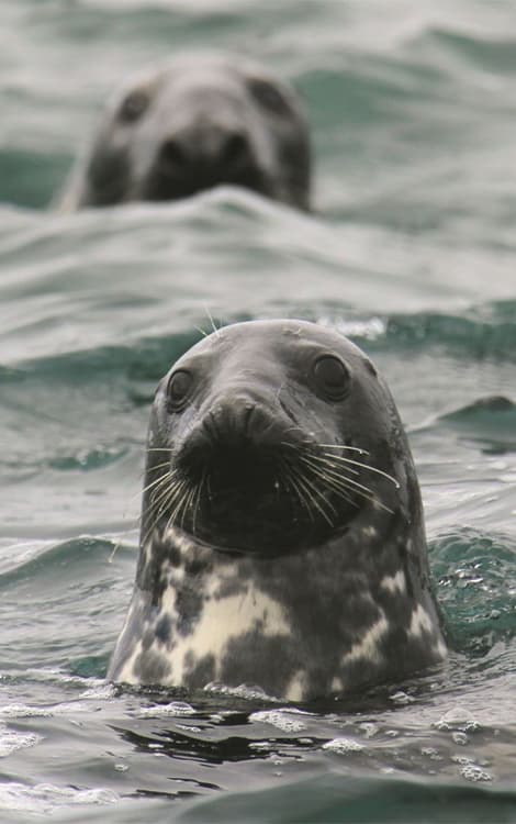 grey atlatic seal swimming in the sea