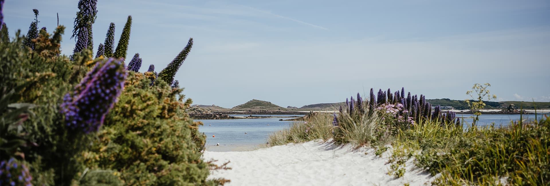 Spring flowers, Old Grimsby beach, Tresco, Isles of Scilly