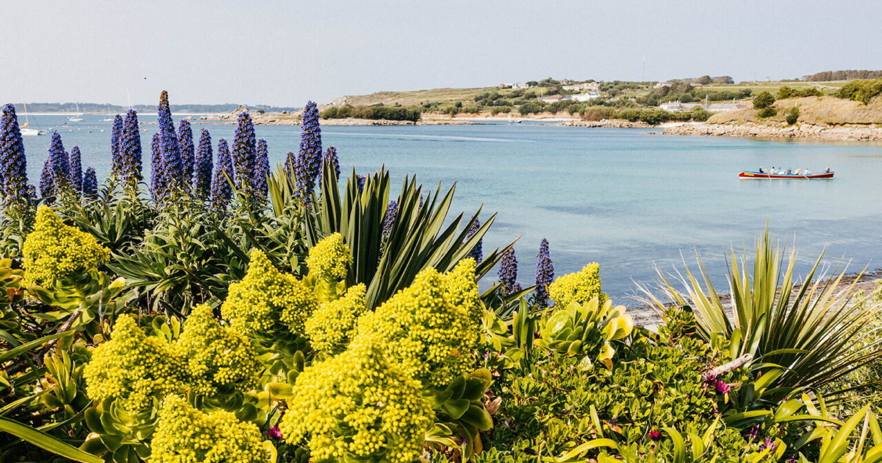 Porthmellon, St Mary's with spring purple flowers and succulents - Isles of Scilly
