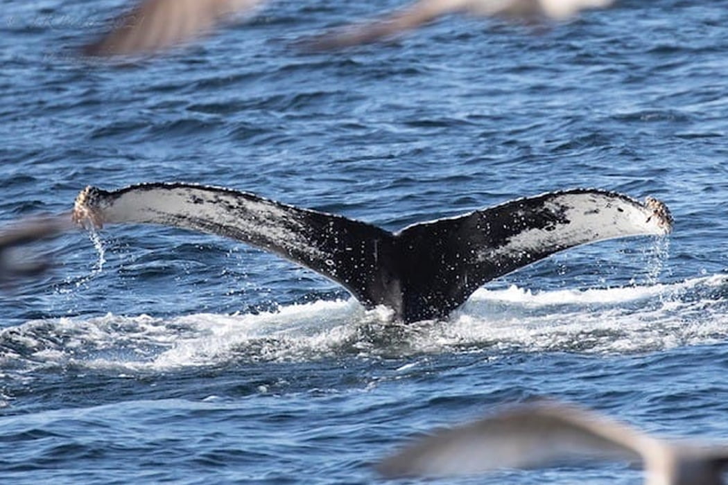 Humpback whale tail - Isles of Scilly - Joe Pender