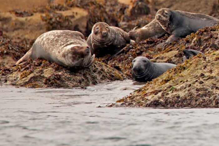 Grey Atlantic Seals, Annet, uninhabited islands, Isles of Scilly