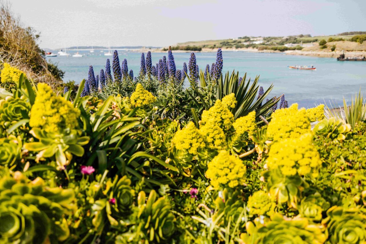 St Mary's flora and view of beach