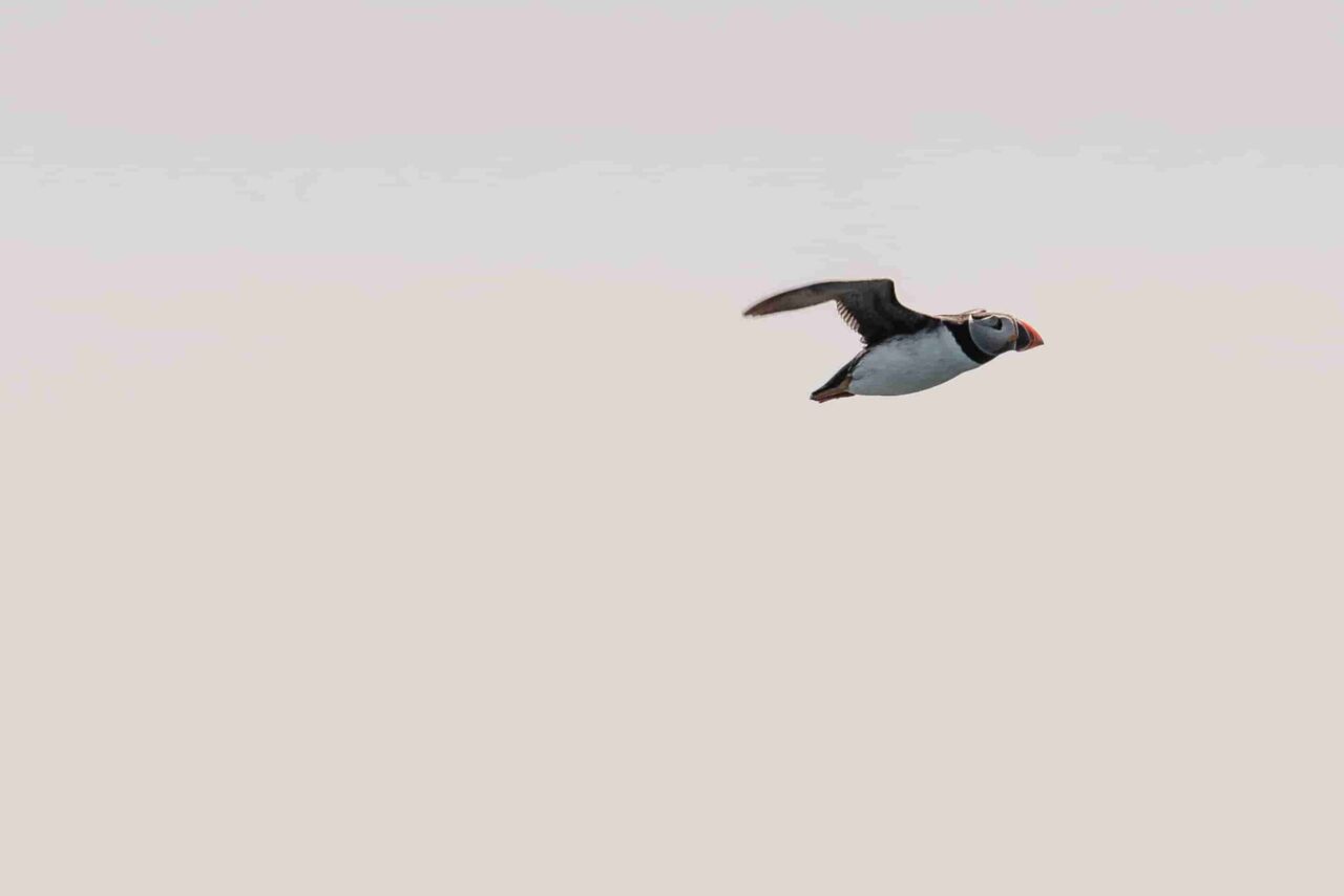 a puffin flying across the sea