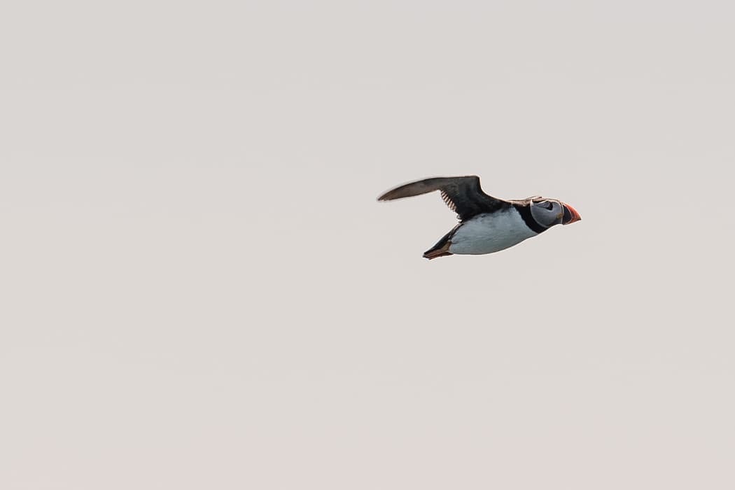 puffin flying in the sky, Isles of Scilly