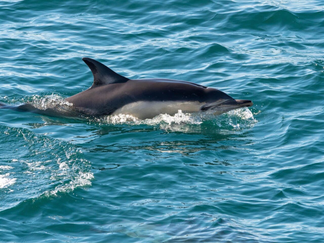 common dolphin